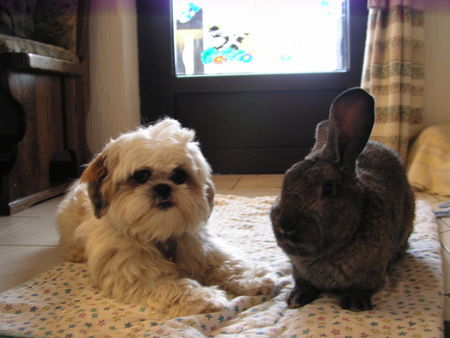 Shih Tzu Hunde Foto 27136 in höherer Auflösung ansehen Shih Tzu Timmy mit Kaninchen