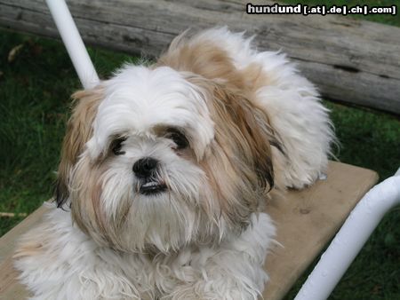 Shih Tzu Hunde Foto 20224 in höherer Auflösung ansehen Shih Tzu Timmy auf der Schaukel
