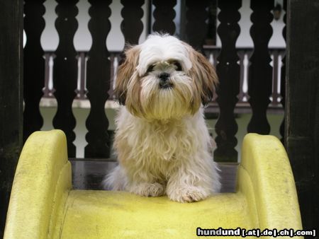 Shih Tzu Hunde Foto 20196 in höherer Auflösung ansehen Shih Tzu unser Timmy