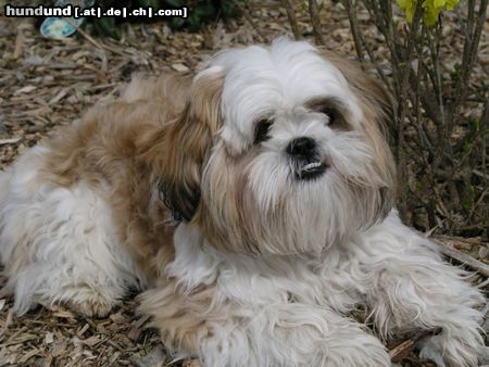 Shih Tzu Hunde Foto 20223 in höherer Auflösung ansehen Shih Tzu Timmy zeigt die Zähne