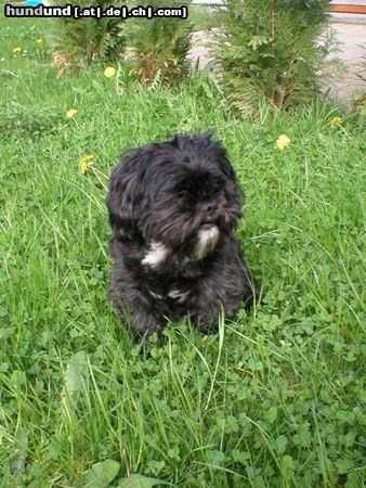 Shih Tzu Hunde Foto 25641 in höherer Auflösung ansehen Shih Tzu Chicco