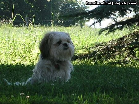 Shih Tzu Hunde Foto 22395 in höherer Auflösung ansehen Shih Tzu Timmy überlegt