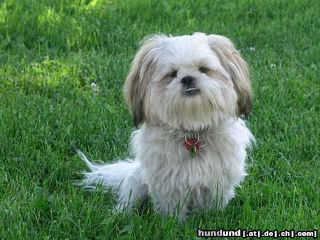Shih Tzu Hunde Foto 22396 in höherer Auflösung ansehen Shih Tzu Timmy überlegt