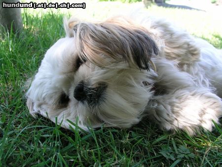 Shih Tzu Hunde Foto 22397 in höherer Auflösung ansehen Shih Tzu Timmy überlegt