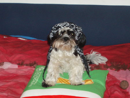 Shih Tzu Hunde Foto 33423 in höherer Auflösung ansehen Shih Tzu Chiara sagt: Bin ich nicht cool?