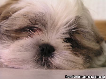 Shih Tzu Hunde Foto 20222 in höherer Auflösung ansehen Shih Tzu Unser kleiner Timmy