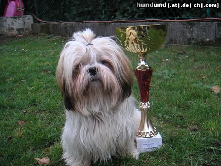 Shih Tzu Hunde Foto 7429 Shih Tzu Speedy