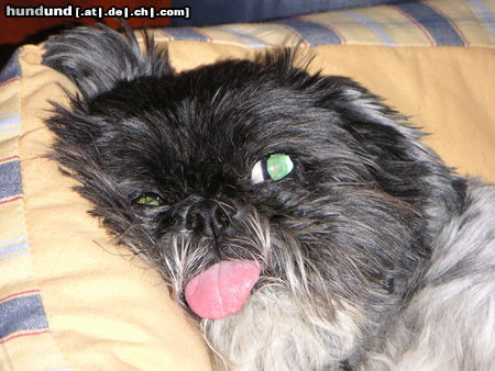 Shih Tzu Hunde Foto 24556 in höherer Auflösung ansehen Shih Tzu teddy