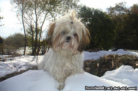 Shih Tzu Hunde Foto 6422 Shih Tzu Speedy