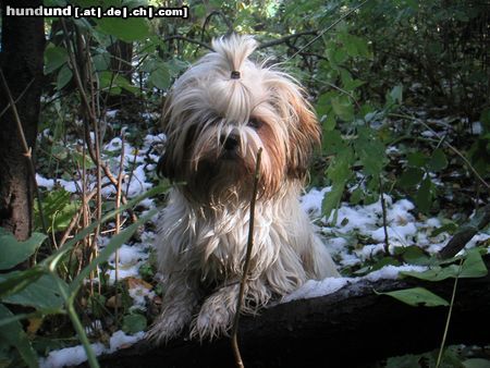 Shih Tzu Hunde Foto 6423 Shih Tzu Speedy
