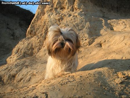 Shih Tzu Hunde Foto 7428 Shih Tzu Speedy