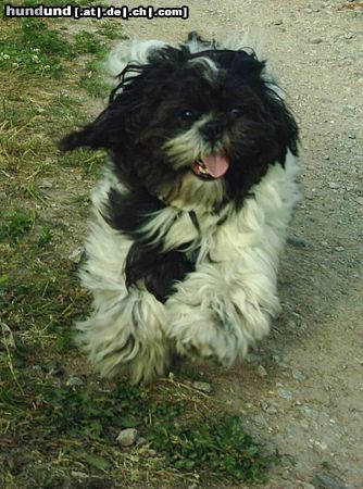 Shih Tzu Hunde Foto 22433 in höherer Auflösung ansehen Shih Tzu