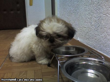 Shih Tzu Hunde Foto 26665 in höherer Auflösung ansehen Shih Tzu ich bin beim essen