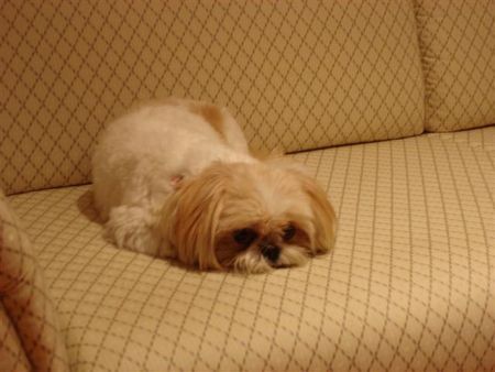 Shih Tzu Hunde Foto 35603 Shih Tzu Hallo ich bin Bonnie aus Nürnberg