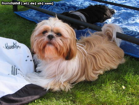 Shih Tzu Prinz Rudi San vom Lossetal