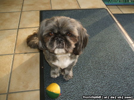 Shih Tzu Leonie vom Emsgrund