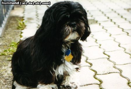 Shih Tzu Hunde Foto 13430 Shih Tzu Gizmo