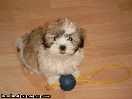 Shih Tzu Hunde Foto 11409 Shih Tzu Thangka unser kleines Mädchen
