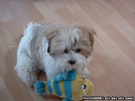 Shih Tzu Hunde Foto 11506 Shih Tzu Ich habe Memo gefunden !!!!!