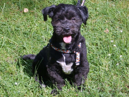Shih Tzu Hunde Foto 42178 in höherer Auflösung ansehen Shih Tzu Unser Sonnenschein Jenny