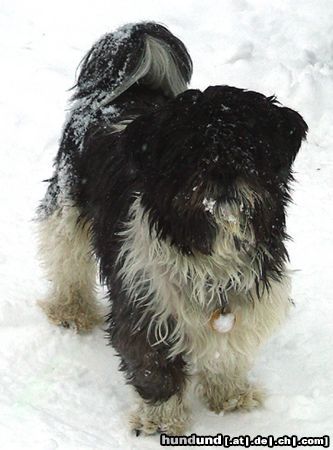 Shih Tzu Hunde Foto 8010 Shih Tzu Niko im Schnee