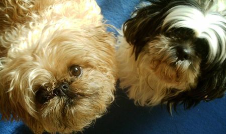 Shih Tzu Hunde Foto 32638 Shih Tzu mein shih tzu und affenpinschermischling