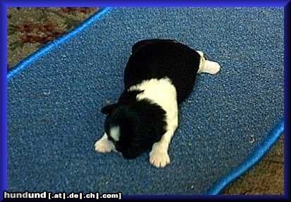 Shih Tzu Hunde Foto 21914 in höherer Auflösung ansehen Shih Tzu Unser Spatz im grünen Gras!
