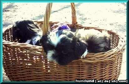 Shih Tzu Hunde Foto 21952 in höherer Auflösung ansehen Shih Tzu Kuck kuck