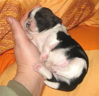 Shih Tzu Hunde Foto 29458 in höherer Auflösung ansehen Shih Tzu Balu, wenige Tage alt