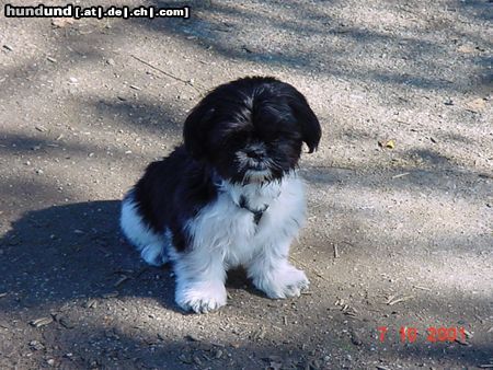 Shih Tzu Hunde Foto 7867 Shih Tzu Buzz