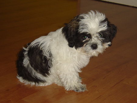 Shih Tzu Hunde Foto 27031 Shih Tzu Hy, ich bin die süsse Sandy