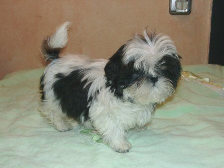 Shih Tzu Hunde Foto 29528 in höherer Auflösung ansehen Shih Tzu Das ist die kleine Chiara. Noch jung und frisch.