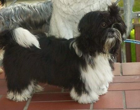 Shih Tzu Hunde Foto 34363 in höherer Auflösung ansehen Shih Tzu Ich werde Papa- Hurra wir bekommen 4 Welpies