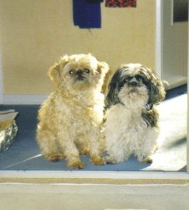 Shih Tzu Hunde Foto 32639 Shih Tzu mein shih tzu und affenpinschermischling