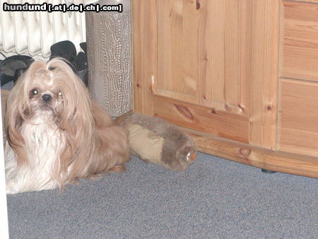 Shih Tzu Hunde Foto 44471 Shih Tzu unser mao