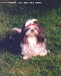 Shih Tzu Hunde Foto 6470 Shih Tzu