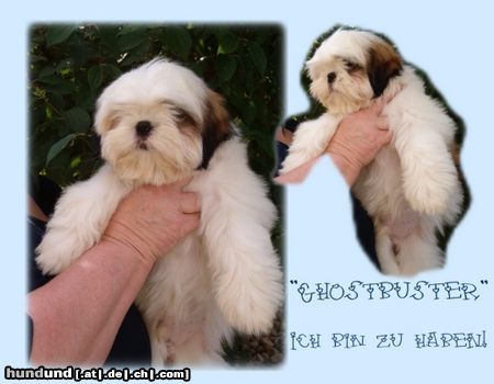 Shih Tzu Hunde Foto 4918 Shih Tzu Na, bin ich nicht ein hübscher Kerl?