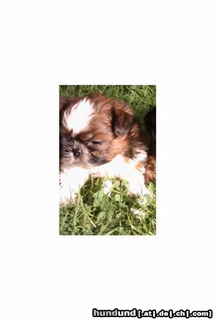Shih Tzu Hunde Foto 4520 Shih Tzu noch einmal Red Gismo