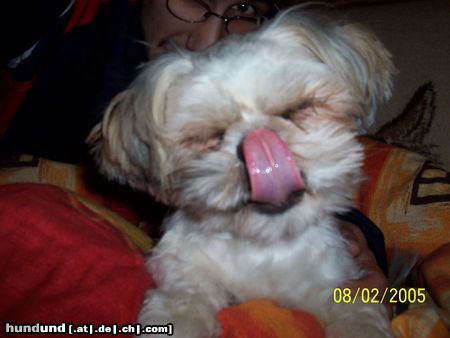 Shih Tzu Hunde Foto 19718 in höherer Auflösung ansehen Shih Tzu tja das ist unser gizzy nach dem fressen!!