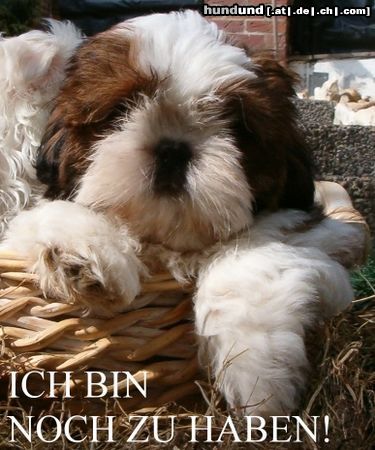 Shih Tzu Hunde Foto 11612 Shih Tzu Na, bin ich nicht eine süße, feuerrote Zuckerschnute?