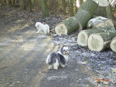 Shih Tzu Hunde Foto 33330 Shih Tzu Jack und Joy