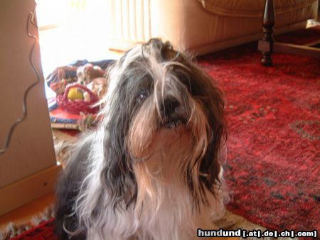 Shih Tzu Hunde Foto 10476 Shih Tzu Ödi mit 15 Jahren