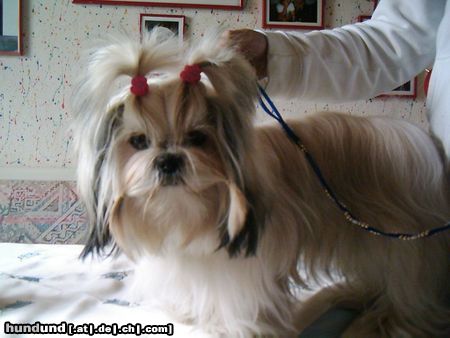 Shih Tzu Hunde Foto 15950 in höherer Auflösung ansehen Shih Tzu Shih-Tzu Hündin Joice