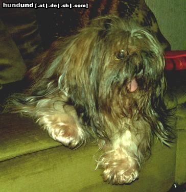 Shih Tzu Hunde Foto 12588 Shih Tzu Knud mit 15 Jahren
