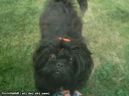 Shih Tzu Hunde Foto 5426 Shih Tzu Unsere 7 Monate junge Franziska
