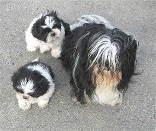 Shih Tzu Hunde Foto 32419 in höherer Auflösung ansehen Shih Tzu Mo und seine Söhne