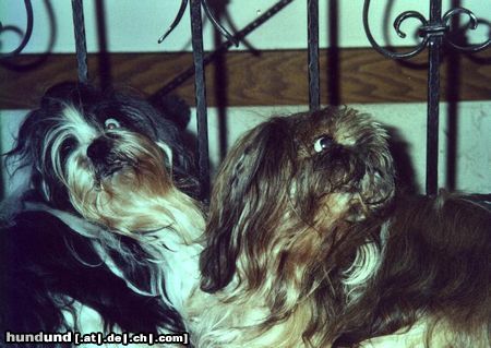 Shih Tzu Hunde Foto 12587 Shih Tzu Ödi und Knud - 14 Jahre alt