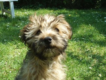 Shih Tzu Hunde Foto 31789 in höherer Auflösung ansehen Shih Tzu shi tzu- yorkie mix Pernot