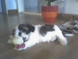 Shih Tzu Hunde Foto 40877 Shih Tzu Popov süssssssss!!!!!!