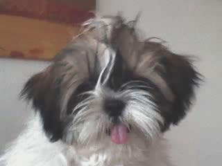 Shih Tzu Hunde Foto 40876 in höherer Auflösung ansehen Shih Tzu Popov top model